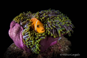 HOME, night dive by Marco Gargiulo 